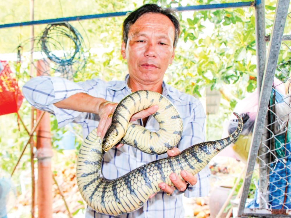 Nuôi rắn ri voi cho thu nhập cao Anh Long sở hữu trên 100 con rắn bố mẹ từ 2-4 kg.