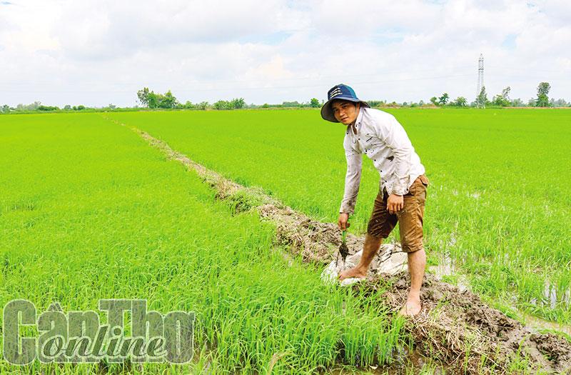 Ðể sản xuất thắng lợi lúa vụ thu đông