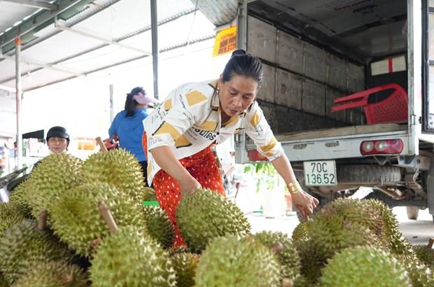Phát triển bền vững cây sầu riêng trên đất Tây Ninh hình ảnh 1 Phat trien ben vung cay sau rieng tren dat Tay Ninh hinh anh 1