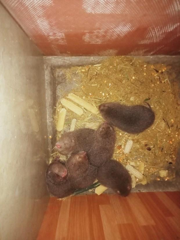 Ma Thị Thanh, người tiên phong với mô hình nuôi dúi thoát nghèo hình ảnh 3 Ma Thi Thanh, nguoi tien phong voi mo hinh nuoi dui thoat ngheo hinh anh 3