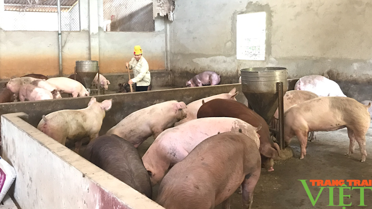 Hội Nông dân TP. Sơn La: Nhìn lại một nhiệm kỳ thắng lợi - Ảnh 5. Hội Nông dân TP. Sơn La: Nhìn lại một nhiệm kỳ thắng lợi - Ảnh 5.