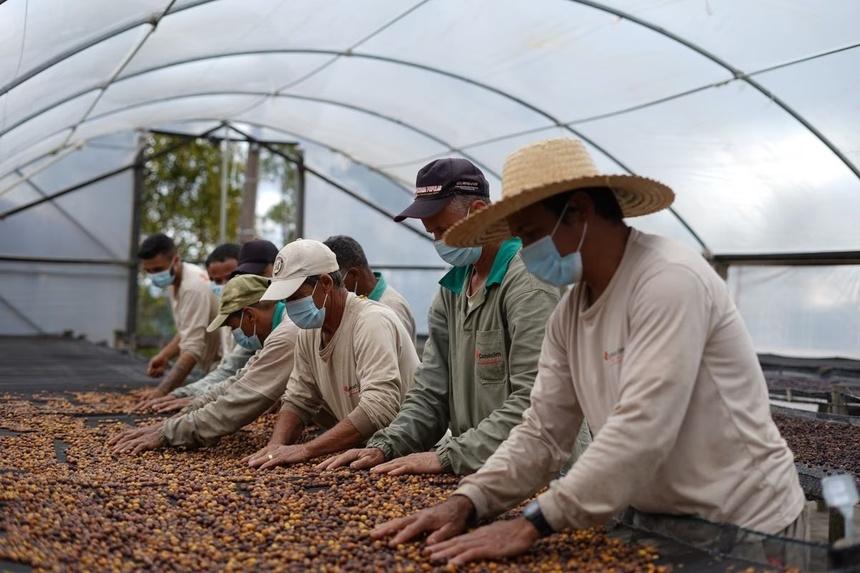 Loại cà phê có giá gần 1 cây vàng, được săn lùng nhiều nhất trên thế giới lại được thu hoạch thế này - Ảnh 4. Loại cà phê có giá gần 1 cây vàng, được săn lùng nhiều nhất trên thế giới lại được thu hoạch thế này - Ảnh 4.