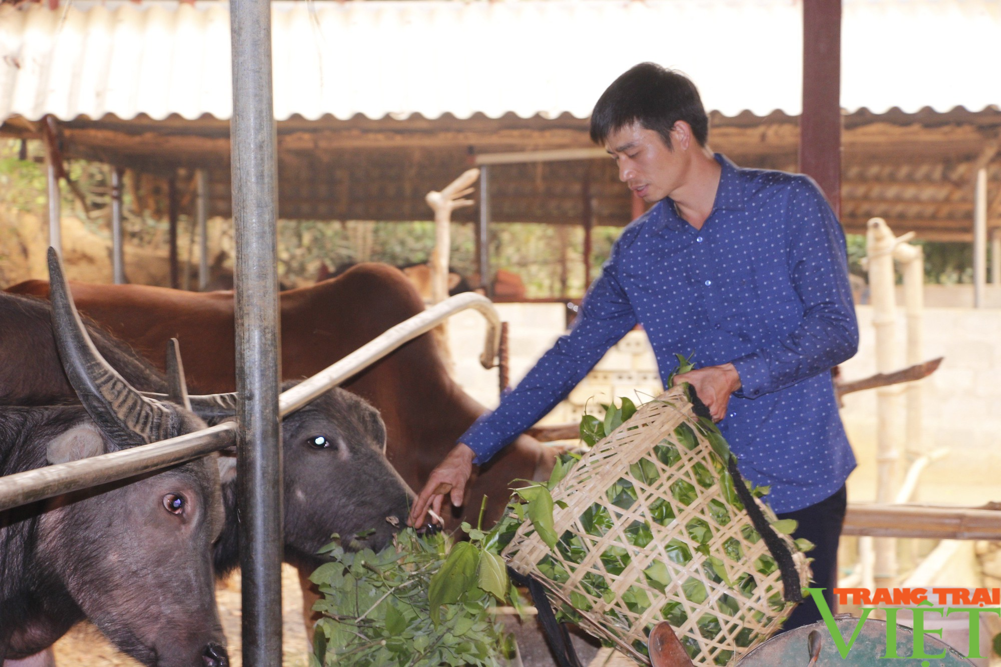Nông dân Sơn La phát triển chăn nuôi gia súc theo hướng bền vững - Ảnh 4. Nông dân Sơn La phát triển chăn nuôi gia súc theo hướng bền vững - Ảnh 4.