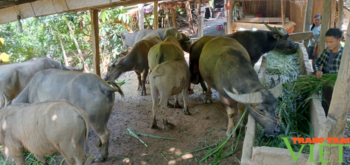 Nông dân Sơn La phát triển chăn nuôi gia súc theo hướng bền vững - Ảnh 5. Nông dân Sơn La phát triển chăn nuôi gia súc theo hướng bền vững - Ảnh 5.