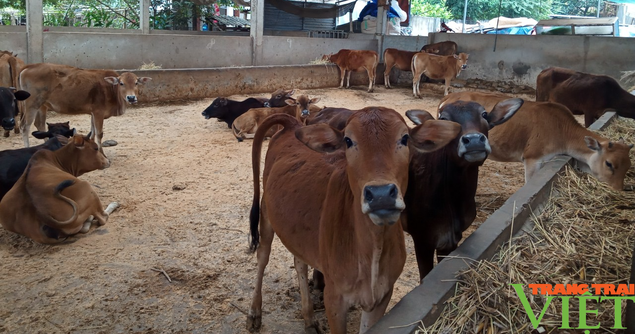 Nông dân Sơn La phát triển chăn nuôi gia súc theo hướng bền vững - Ảnh 2. Nông dân Sơn La phát triển chăn nuôi gia súc theo hướng bền vững - Ảnh 2.