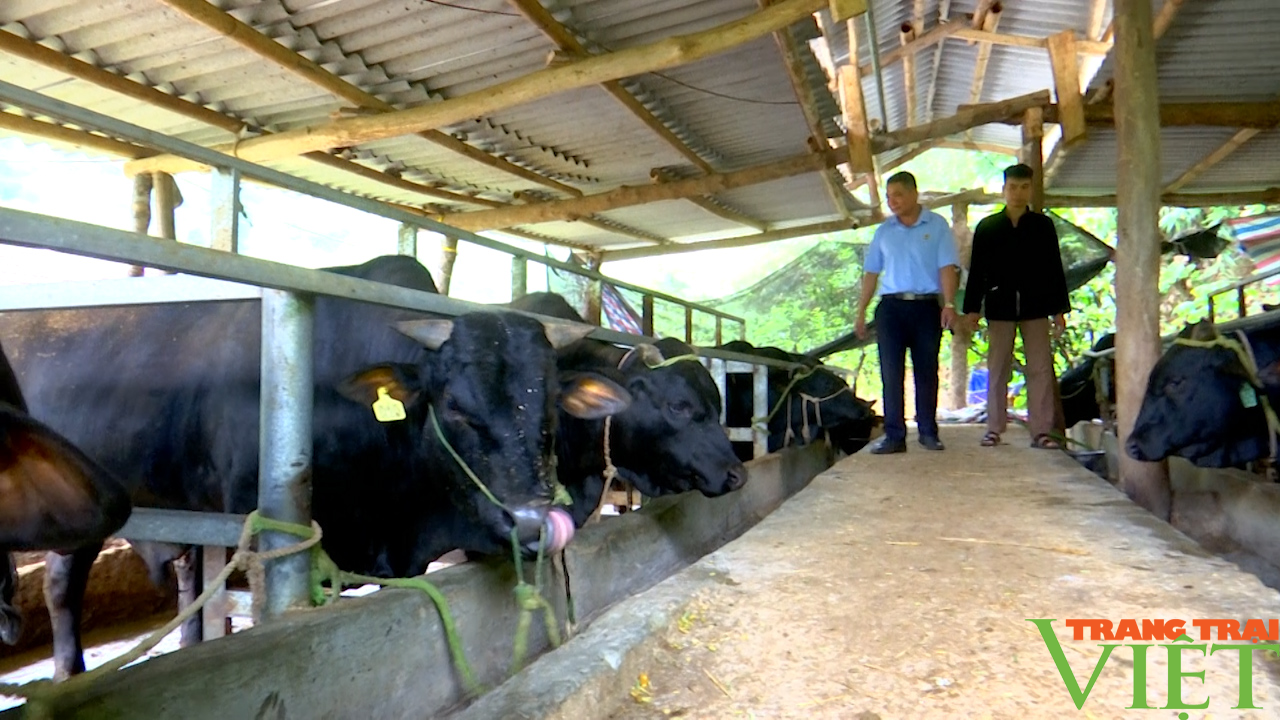 Nông dân Sơn La phát triển chăn nuôi gia súc theo hướng bền vững - Ảnh 6. Nông dân Sơn La phát triển chăn nuôi gia súc theo hướng bền vững - Ảnh 6.