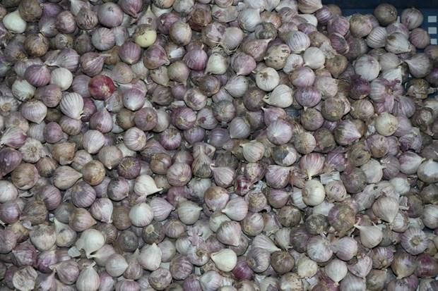 Phát triển kinh tế từ sản phẩm tỏi đen theo công nghệ Nhật Bản ở huyện Yên Châu hình ảnh 1 Phat trien kinh te tu san pham toi den theo cong nghe Nhat Ban o huyen Yen Chau hinh anh 1