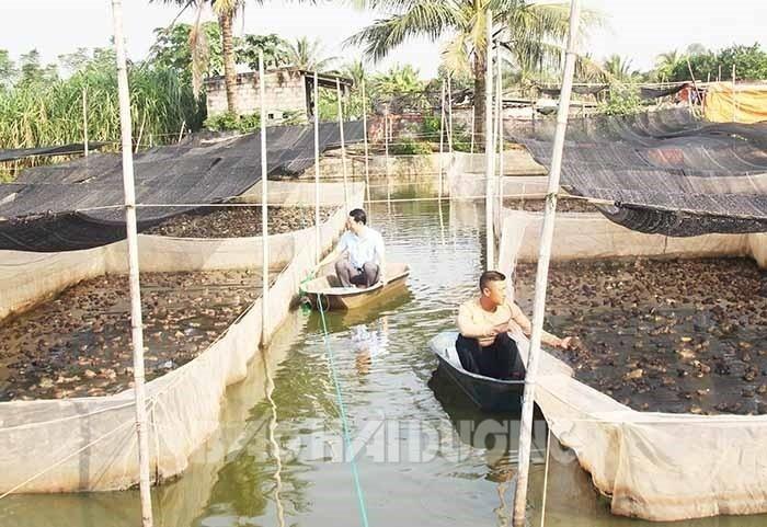 Cho cá rô đồng sống chung ao với ếch, anh nông dân tên Loạn ở Hải Dương làm thế nào mà thu bộn tiền - Ảnh 1. Cho cá rô đồng sống chung ao với ếch, anh nông dân tên Loạn ở Hải Dương làm thế nào mà thu bộn tiền - Ảnh 1.