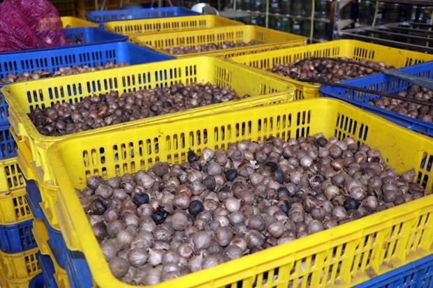 Phát triển kinh tế từ sản phẩm tỏi đen theo công nghệ Nhật Bản ở huyện Yên Châu hình ảnh 3 Phat trien kinh te tu san pham toi den theo cong nghe Nhat Ban o huyen Yen Chau hinh anh 3