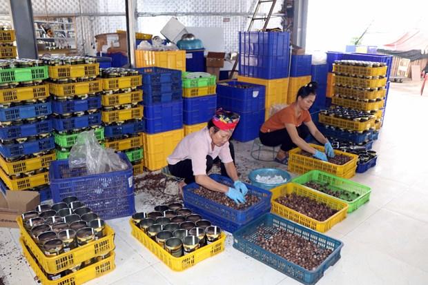 Phát triển kinh tế từ sản phẩm tỏi đen theo công nghệ Nhật Bản ở huyện Yên Châu hình ảnh 5 Phat trien kinh te tu san pham toi den theo cong nghe Nhat Ban o huyen Yen Chau hinh anh 5