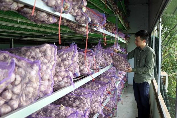 Phát triển kinh tế từ sản phẩm tỏi đen theo công nghệ Nhật Bản ở huyện Yên Châu hình ảnh 2 Phat trien kinh te tu san pham toi den theo cong nghe Nhat Ban o huyen Yen Chau hinh anh 2