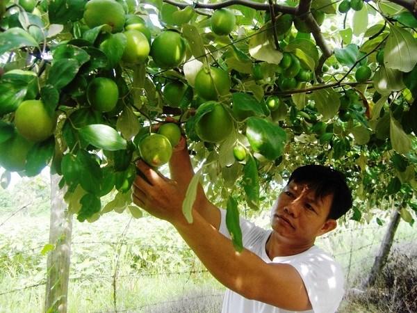 Chương trình OCOP tạo dựng nhận diện cho sản phẩm đặc trưng của Khánh Hòa hình ảnh 1 Chuong trinh OCOP tao dung nhan dien cho san pham dac trung cua Khanh Hoa hinh anh 1