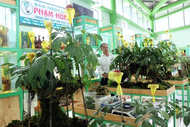 Gần 100 kg sâm Ngọc Linh tươi được chào bán tại phiên chợ lần thứ 56 hình ảnh 2 Gan 100 kg sam Ngoc Linh tuoi duoc chao ban tai phien cho lan thu 56 hinh anh 2