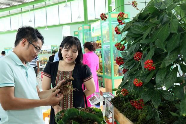 Gần 100 kg sâm Ngọc Linh tươi được chào bán tại phiên chợ lần thứ 56 hình ảnh 1 Gan 100 kg sam Ngoc Linh tuoi duoc chao ban tai phien cho lan thu 56 hinh anh 1