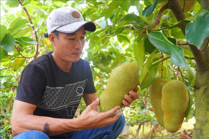 Xôn xao dư luận, ngành nông nghiệp gặp người đã lai tạo và trồng thành công giống mít hương sầu riêng - Ảnh 2. Xôn xao dư luận, ngành nông nghiệp gặp người đã lai tạo và trồng thành công giống mít hương sầu riêng - Ảnh 2.