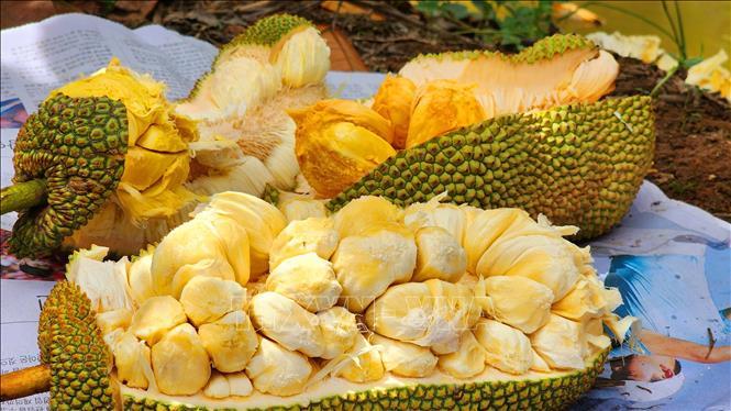 Xôn xao dư luận, ngành nông nghiệp gặp người đã lai tạo và trồng thành công giống mít hương sầu riêng - Ảnh 1. Xôn xao dư luận, ngành nông nghiệp gặp người đã lai tạo và trồng thành công giống mít hương sầu riêng - Ảnh 1.