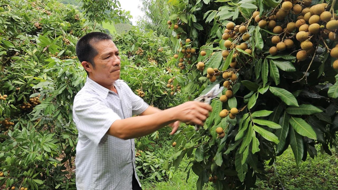 Mùa nhãn chín ở huyện biên giới, giúp nông dân thu bội tiền - Ảnh 2. Mùa nhãn chín ở huyện biên giới, giúp nông dân thu bội tiền - Ảnh 2.