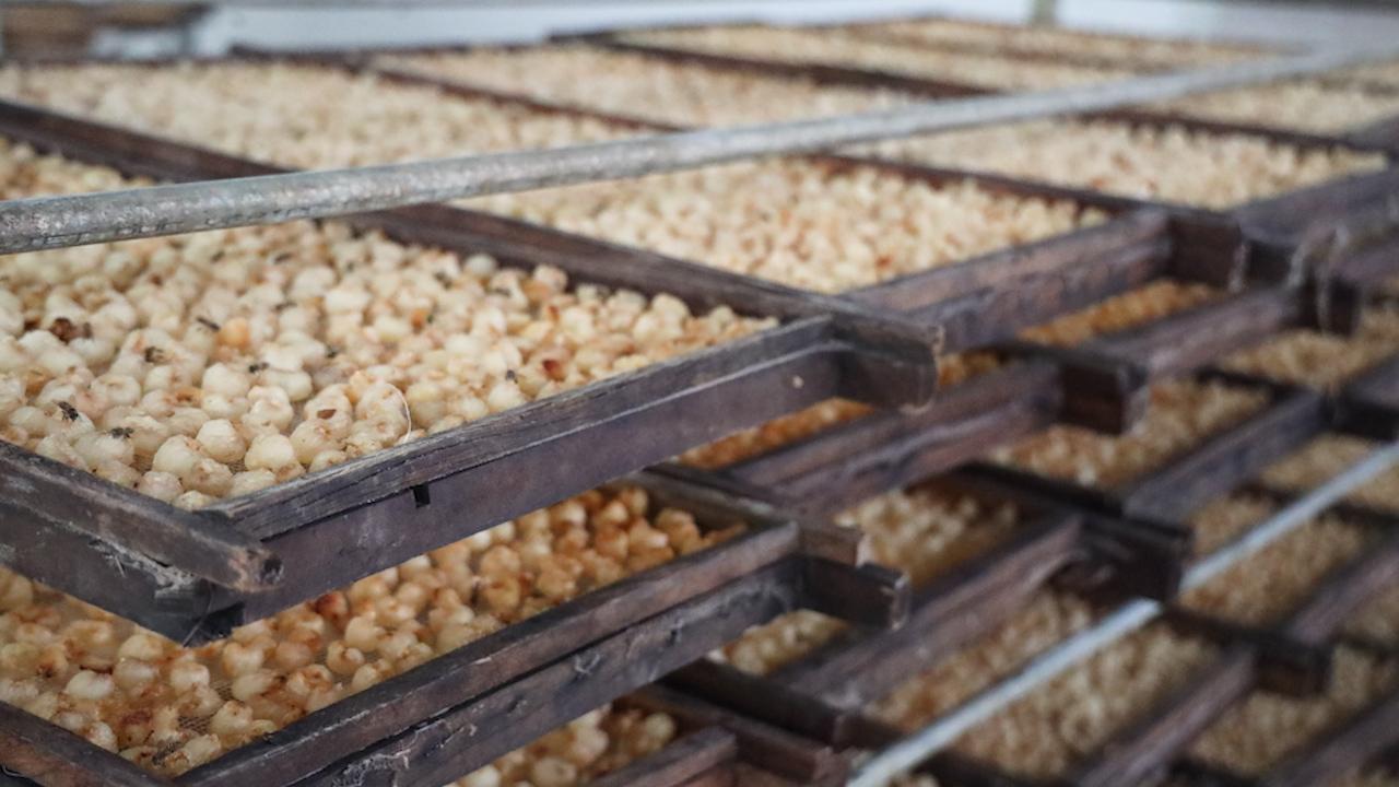 Mùa nhãn chín ở huyện biên giới, giúp nông dân thu bội tiền - Ảnh 4. Mùa nhãn chín ở huyện biên giới, giúp nông dân thu bội tiền - Ảnh 4.