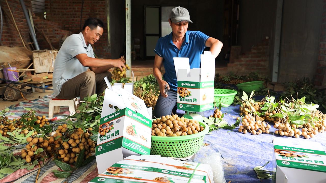 Mùa nhãn chín ở huyện biên giới, giúp nông dân thu bội tiền - Ảnh 5. Mùa nhãn chín ở huyện biên giới, giúp nông dân thu bội tiền - Ảnh 5.