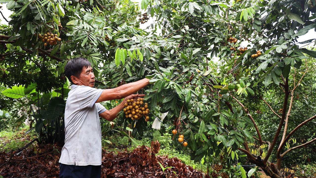 Mùa nhãn chín ở huyện biên giới, giúp nông dân thu bội tiền - Ảnh 3. Mùa nhãn chín ở huyện biên giới, giúp nông dân thu bội tiền - Ảnh 3.