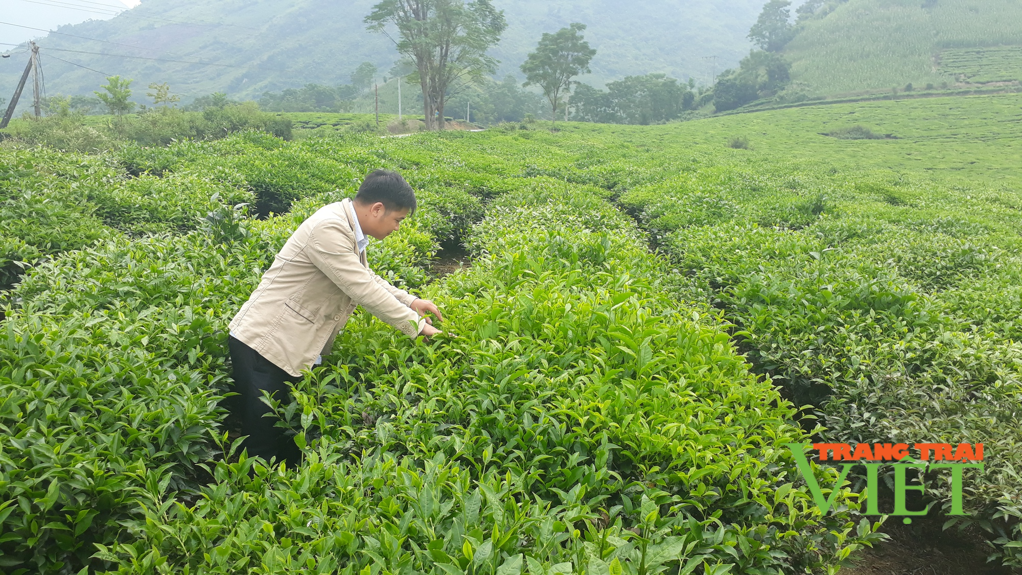 Nông dân Tam Đường thi đua sản xuất kinh doanh giỏi - Ảnh 1. Nông dân Tam Đường thi đua sản xuất kinh doanh giỏi - Ảnh 1.