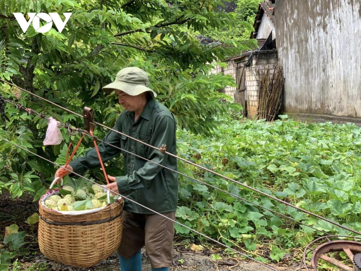 Gần 4.000 hộ dân sống nhờ thứ quả ngọt miền biên viễn này, năm nay dự thu 700 tỷ đồng - Ảnh 2. Gần 4.000 hộ dân sống nhờ thứ quả ngọt miền biên viễn này, năm nay dự thu 700 tỷ đồng - Ảnh 2.