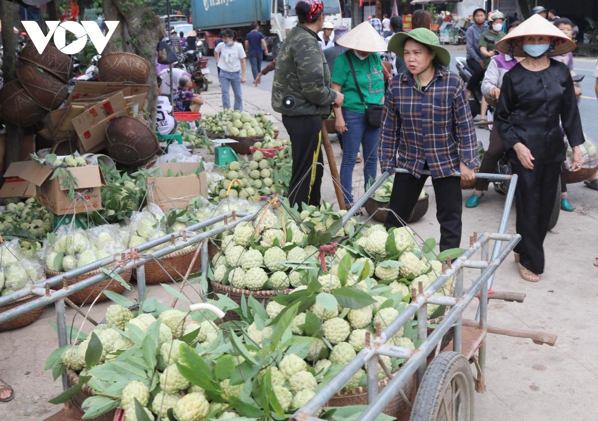 Gần 4.000 hộ dân sống nhờ thứ quả ngọt miền biên viễn này, năm nay dự thu 700 tỷ đồng - Ảnh 4. Gần 4.000 hộ dân sống nhờ thứ quả ngọt miền biên viễn này, năm nay dự thu 700 tỷ đồng - Ảnh 4.