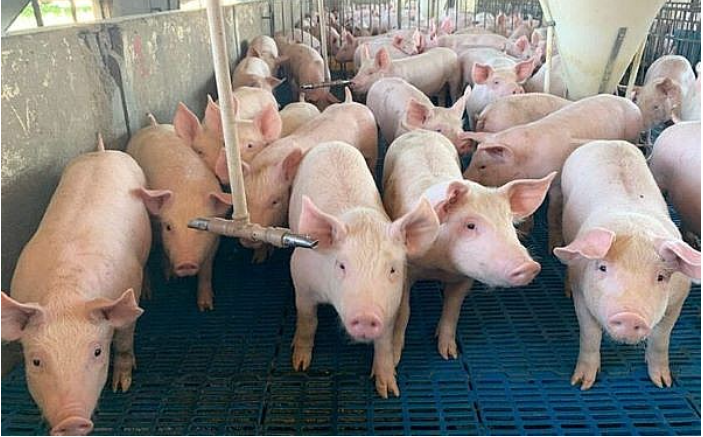 Đà giảm chưa dừng, giá trung bình lợn hơi cả nước chỉ còn 57.100 đồng/kg - Ảnh 2. Đà giảm chưa dừng, giá trung bình lợn hơi cả nước chỉ còn 57.100 đồng/kg - Ảnh 2.
