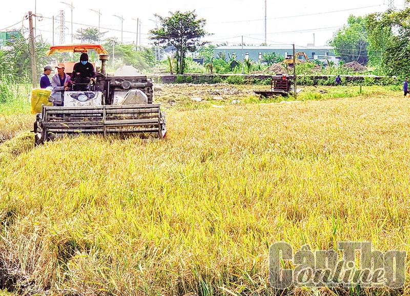 Chủ động chăm sóc, bảo vệ lúa thu đông