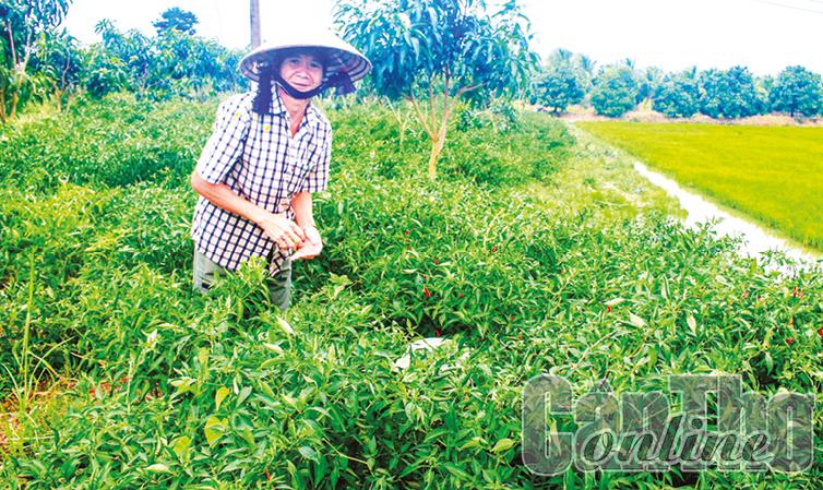 Ớt bán được giá cao Nông dân trồng ớt đang rất phấn khởi vì bán được giá. Trong ảnh: Ớt được trồng ở huyện Cờ Đỏ.
