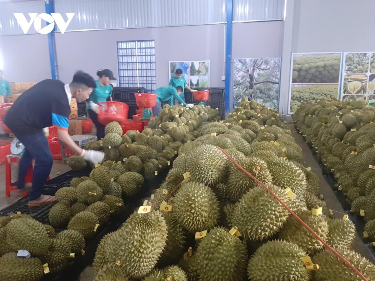 Sầu riêng rất mẫn cảm với nước mặn, tỉnh này đang lo bảo vệ vườn - Ảnh 3. Sầu riêng rất mẫn cảm với nước mặn, tỉnh này đang lo bảo vệ vườn - Ảnh 3.