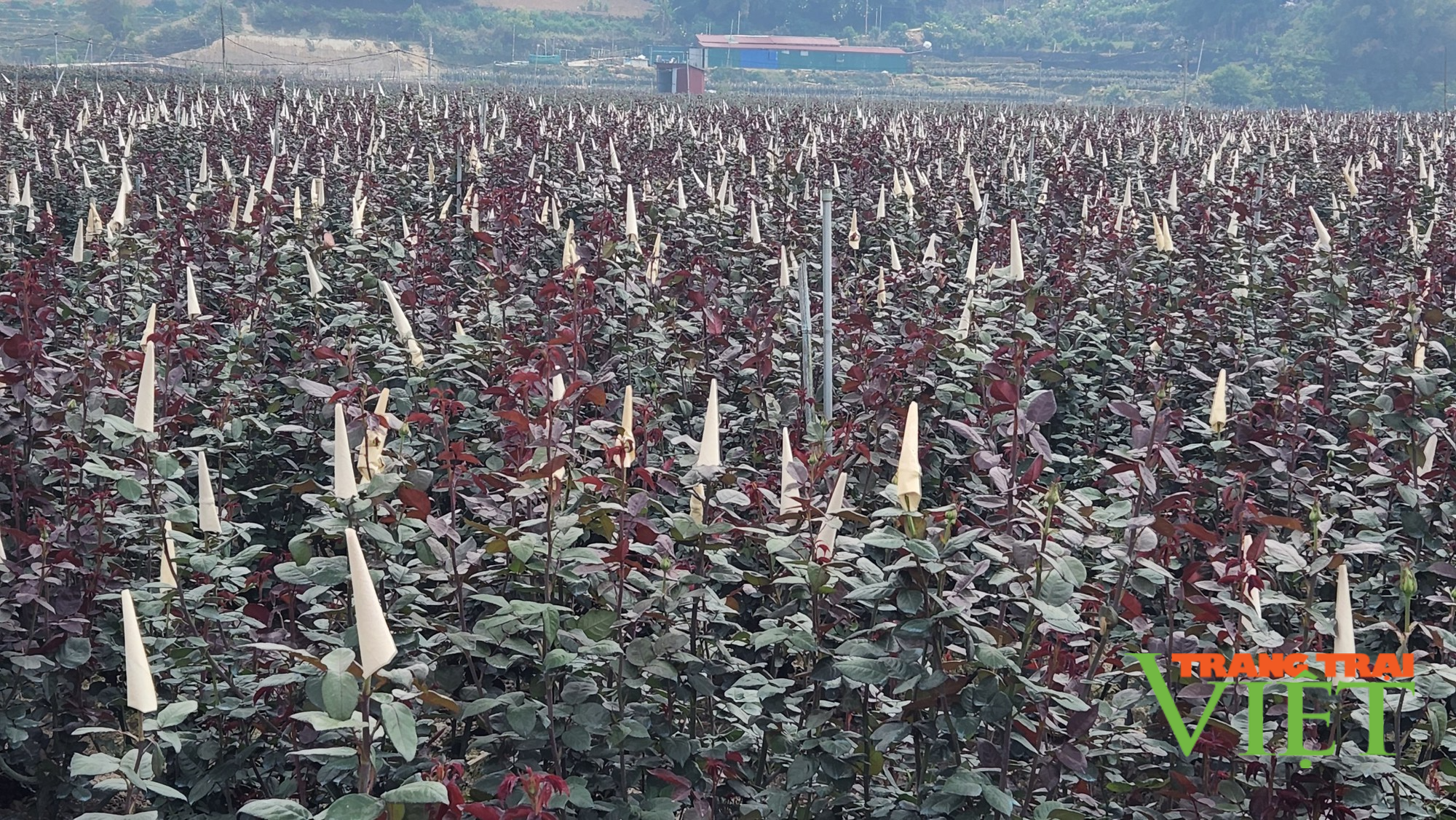 Thành phố Lai Châu chú trọng phát triển nông nghiệp hàng hóa tập trung - Ảnh 2. Thành phố Lai Châu chú trọng phát triển nông nghiệp hàng hóa tập trung - Ảnh 2.