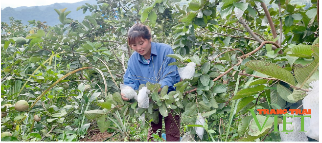 Thành phố Lai Châu chú trọng phát triển nông nghiệp hàng hóa tập trung - Ảnh 3. Thành phố Lai Châu chú trọng phát triển nông nghiệp hàng hóa tập trung - Ảnh 3.