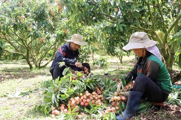 Đắk Lắk phát triển nông sản chủ lực nâng cao đời sống nhân dân hình ảnh 8 Dak Lak phat trien nong san chu luc nang cao doi song nhan dan hinh anh 8
