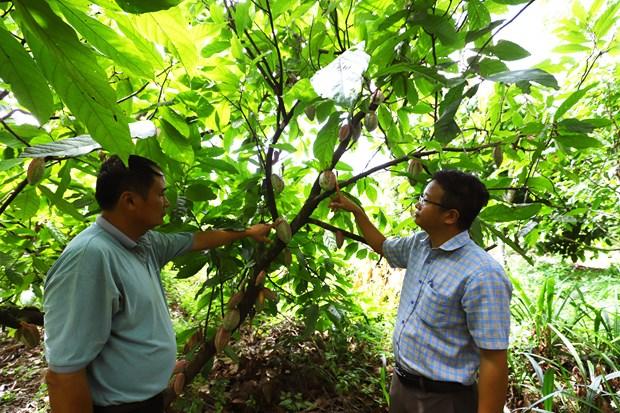 Đắk Lắk phát triển nông sản chủ lực nâng cao đời sống nhân dân hình ảnh 2 Dak Lak phat trien nong san chu luc nang cao doi song nhan dan hinh anh 2