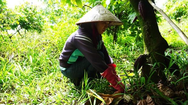 Đắk Lắk phát triển nông sản chủ lực nâng cao đời sống nhân dân hình ảnh 3 Dak Lak phat trien nong san chu luc nang cao doi song nhan dan hinh anh 3