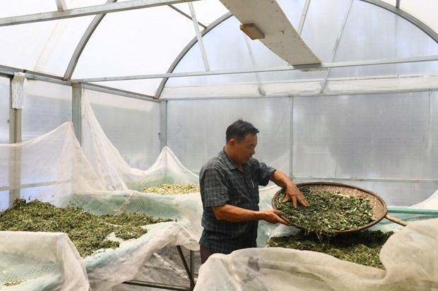 Đắk Lắk phát triển nông sản chủ lực nâng cao đời sống nhân dân hình ảnh 11 Dak Lak phat trien nong san chu luc nang cao doi song nhan dan hinh anh 11