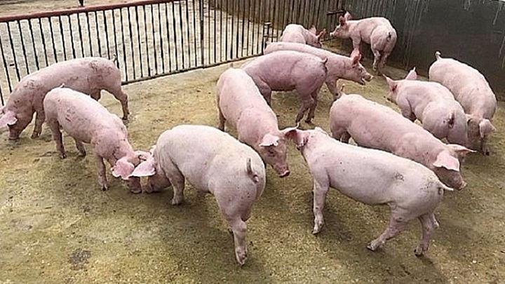 Giá lợn hơi khó vực dậy, 'ông lớn' Chăn nuôi Phú Sơn bất ngờ công bố ước tính lợi nhuận 9 tháng lạc quan - Ảnh 4. Giá lợn hơi khó vực dậy, 'ông lớn' Chăn nuôi Phú Sơn bất ngờ công bố ước tính lợi nhuận 9 tháng lạc quan - Ảnh 4.