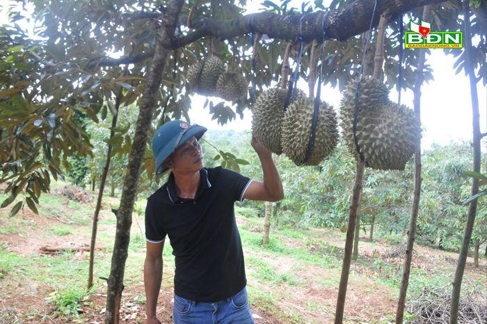 Trồng sầu riêng bội thu, nông dân nhà nào cũng thu tiền tỷ, trả được nợ nhưng cái cần nhất thì lại thiếu - Ảnh 1. Trồng sầu riêng bội thu, nông dân nhà nào cũng thu tiền tỷ, trả được nợ nhưng cái cần nhất thì lại thiếu - Ảnh 1.