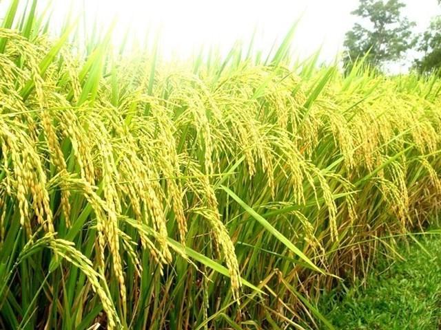 Ấn Độ sắp hạ giá sàn gạo basmati, giá lúa, gạo xuất khẩu của Việt Nam ra sao? - Ảnh 1. Ấn Độ sắp hạ giá sàn gạo basmati, giá lúa, gạo xuất khẩu của Việt Nam ra sao? - Ảnh 1.