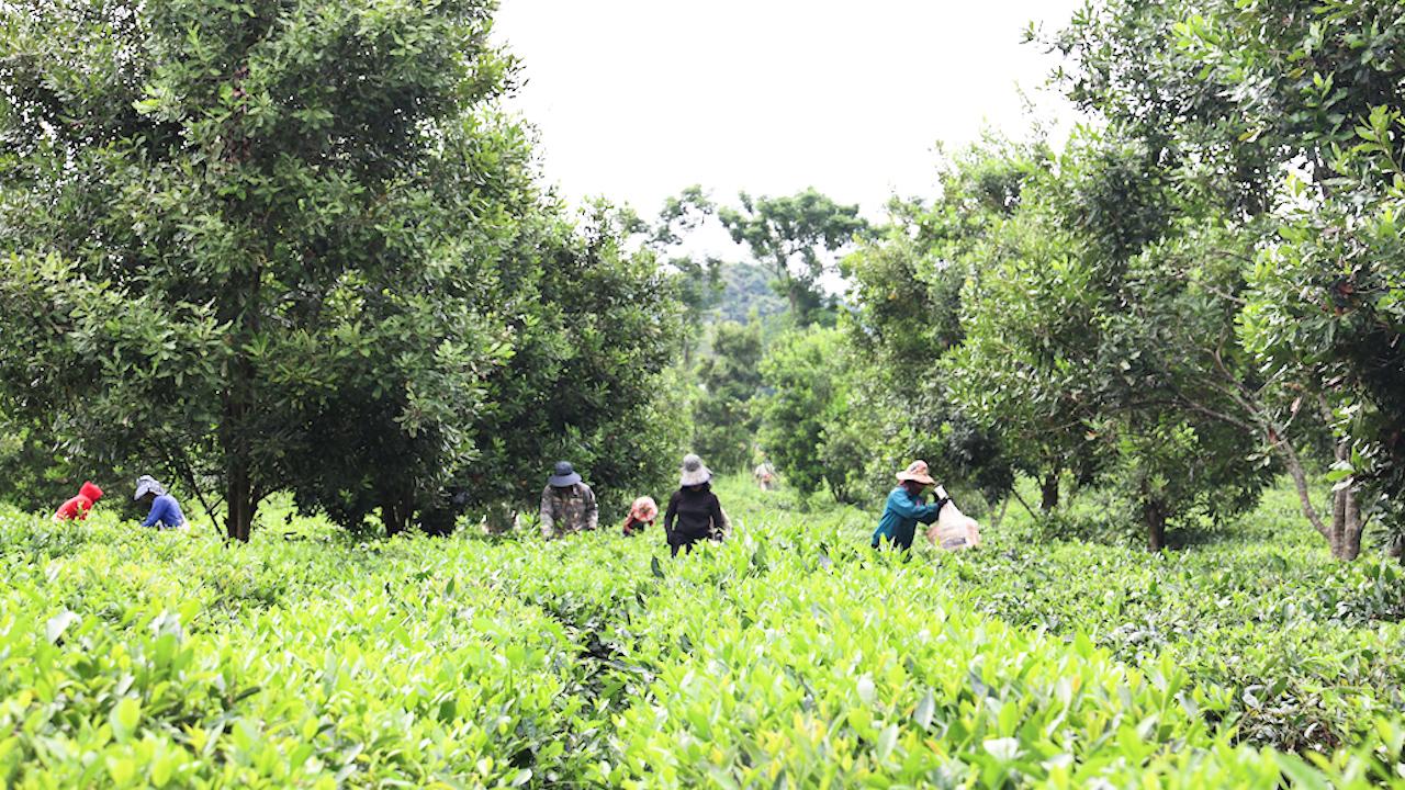 Phát triển các mô hình kinh tế phù hợp, đem lại thu nhập cho hội viên nông dân - Ảnh 2. Phát triển các mô hình kinh tế phù hợp, đem lại thu nhập cho hội viên nông dân - Ảnh 2.