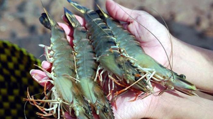 'Ông lớn' Thực phẩm Sao Ta (FMC): Lần đầu tăng trưởng dương, dự kiến lợi nhuận tăng mạnh nửa cuối năm - Ảnh 2. 'Ông lớn' Thực phẩm Sao Ta (FMC): Lần đầu tăng trưởng dương, dự kiến lợi nhuận tăng mạnh nửa cuối năm - Ảnh 2.