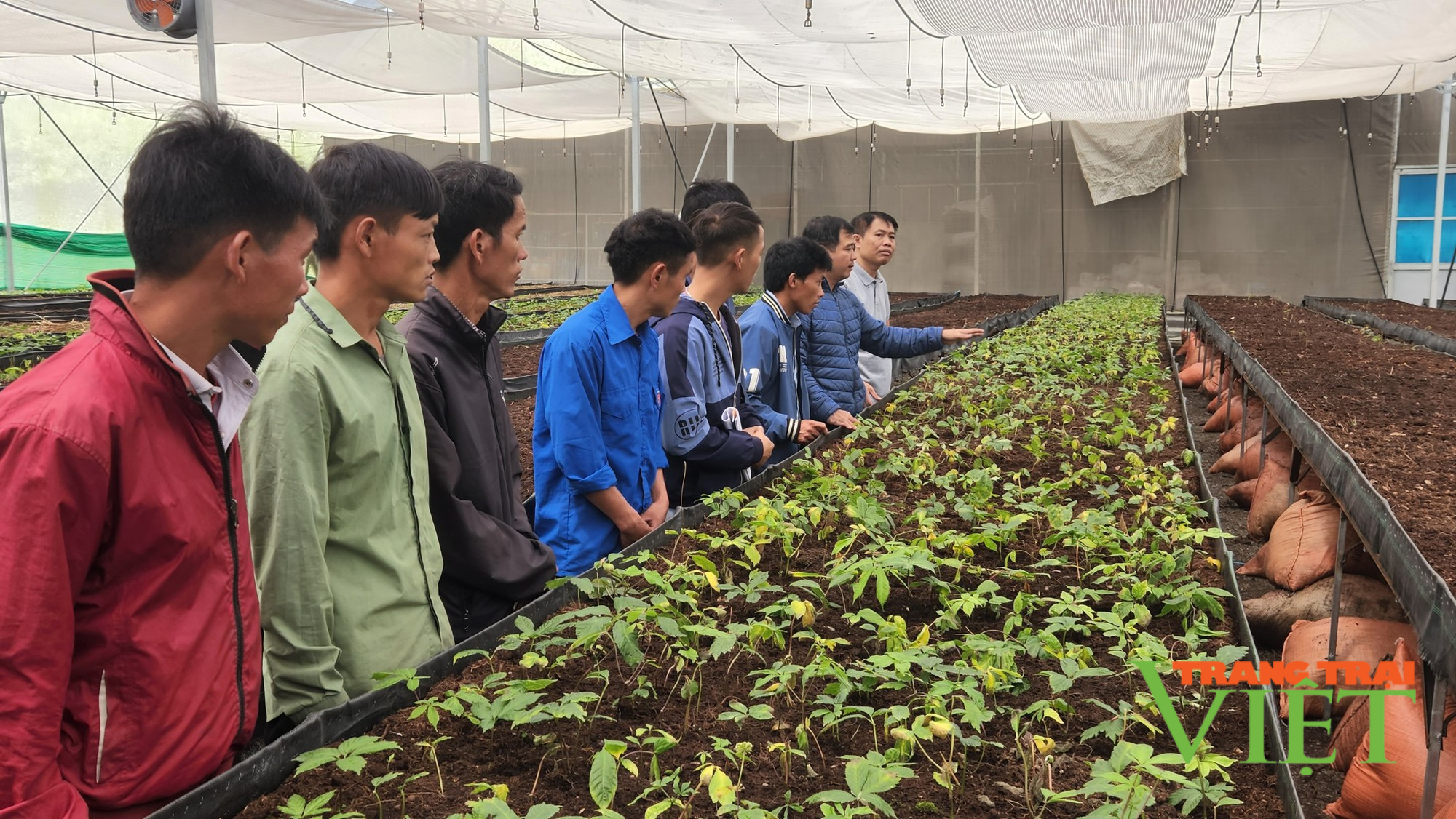 Nông dân Lai Châu thi đua sản xuất, kinh doanh giỏi - Ảnh 4. Nông dân Lai Châu thi đua sản xuất, kinh doanh giỏi - Ảnh 4.