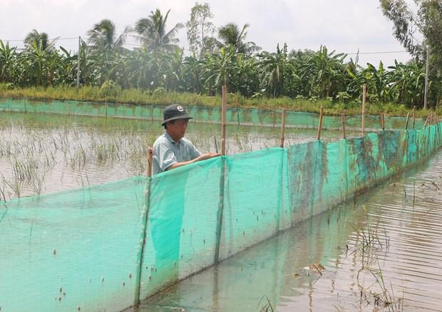 Tăng thu nhập từ mô hình sinh kế mùa nước nổi ở Sóc Trăng hình ảnh 2 Tang thu nhap tu mo hinh sinh ke mua nuoc noi o Soc Trang hinh anh 2