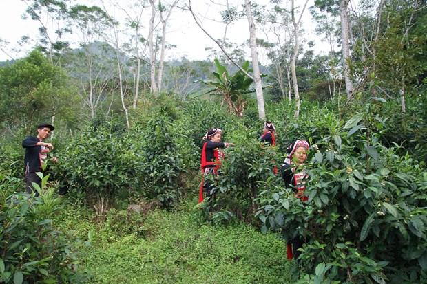 Hà Giang chú trọng quản lý và phát triển chỉ dẫn địa lý “Hà Giang” cho các sản phẩm chè Shan Tuyết hình ảnh 1 Ha Giang chu trong quan ly va phat trien chi dan dia ly “Ha Giang” cho cac san pham che Shan Tuyet hinh anh 1