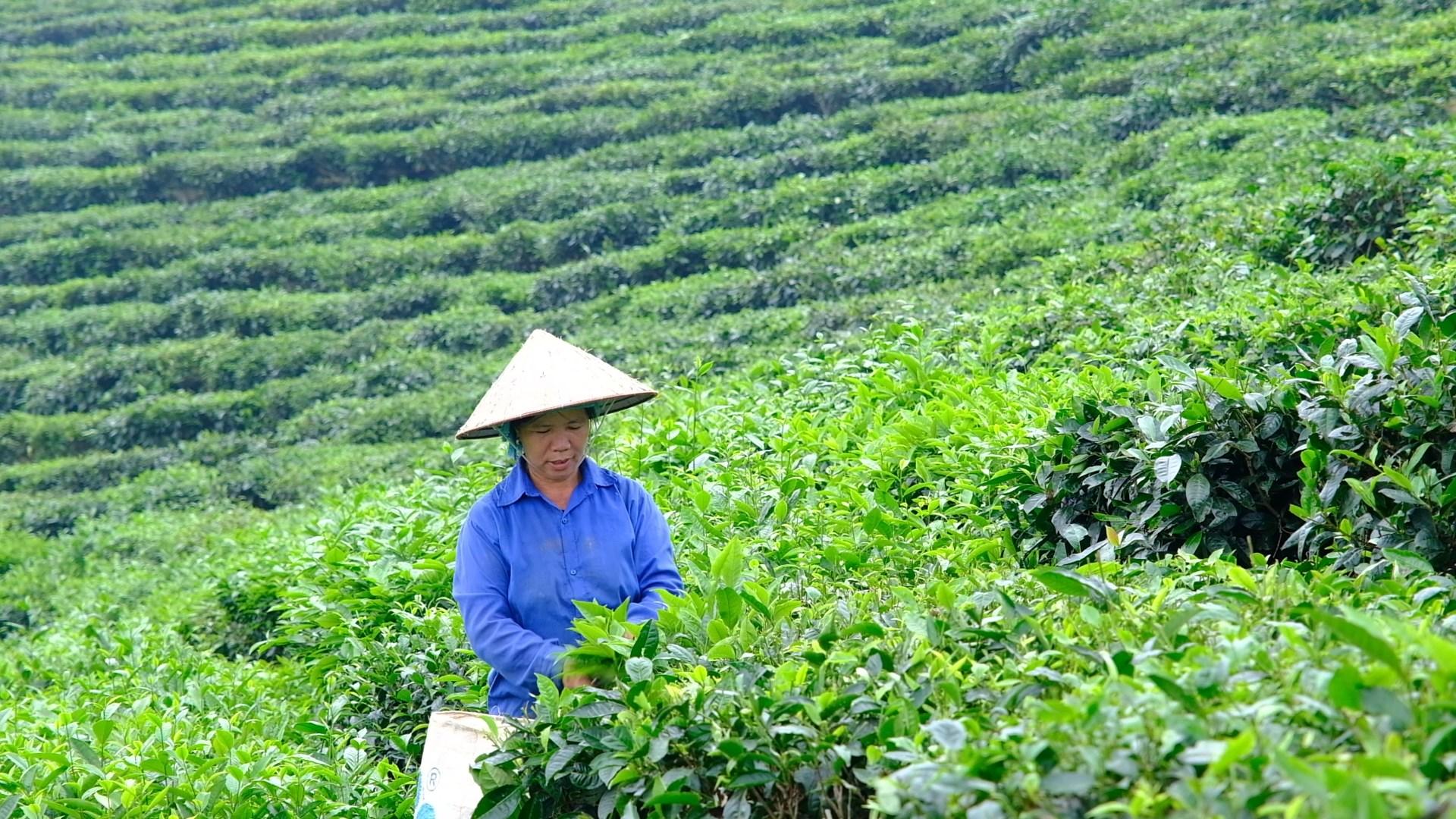 Chè xanh trên đất Mường Khương - Ảnh 2. Chè xanh trên đất Mường Khương - Ảnh 2.