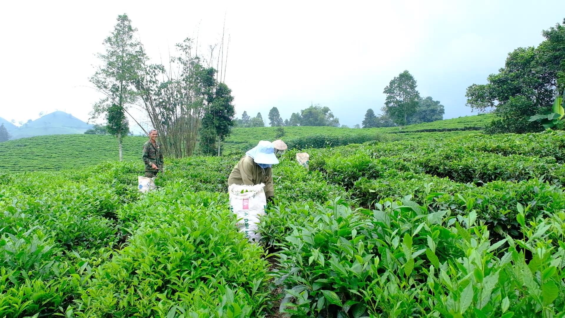 Chè xanh trên đất Mường Khương - Ảnh 1. Chè xanh trên đất Mường Khương - Ảnh 1.