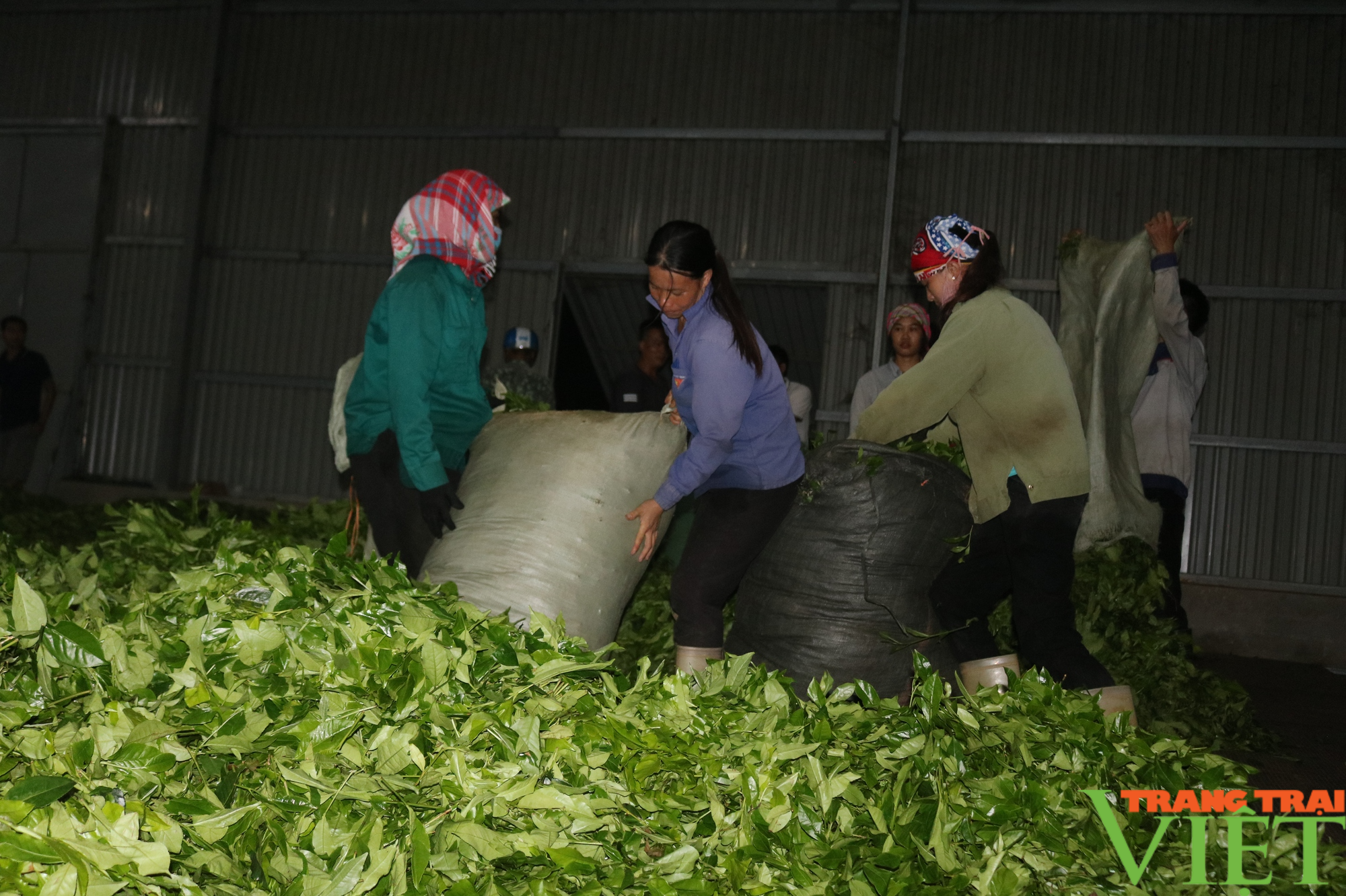 Chè xanh trên đất Mường Khương - Ảnh 4. Chè xanh trên đất Mường Khương - Ảnh 4.