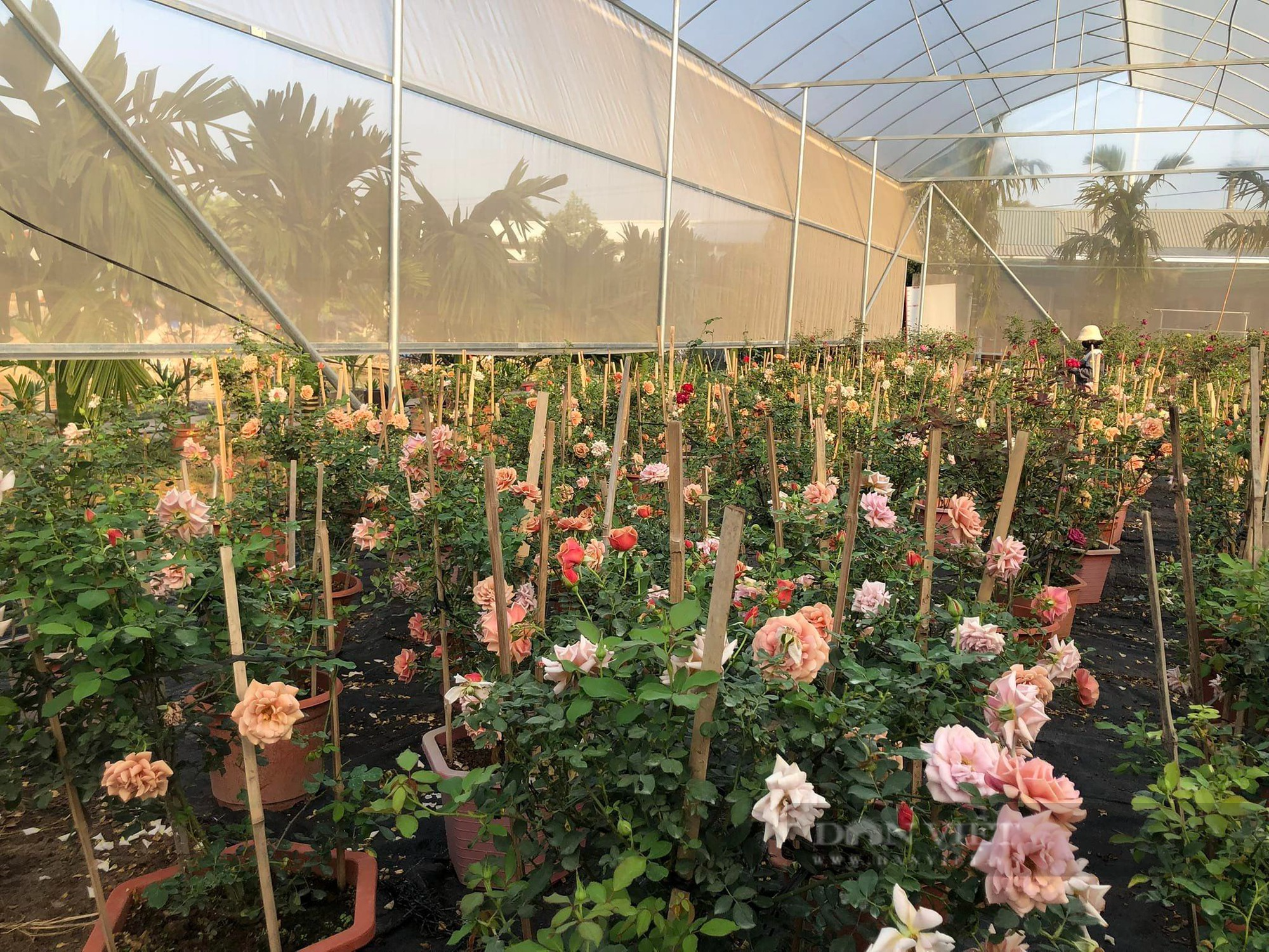 "Góc khuất" chuyển đổi số nông nghiệp: Hợp tác xã, doanh nghiệp nông nghiệp khó chồng khó (Bài 4) - Ảnh 1. "Góc khuất" chuyển đổi số nông nghiệp: Hợp tác xã, doanh nghiệp nông nghiệp khó chồng khó (Bài 4) - Ảnh 1.