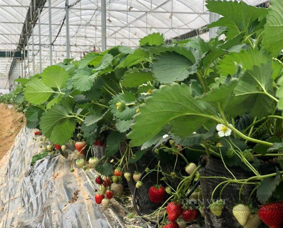 "Góc khuất" chuyển đổi số nông nghiệp: Hợp tác xã, doanh nghiệp nông nghiệp khó chồng khó (Bài 4) - Ảnh 3. "Góc khuất" chuyển đổi số nông nghiệp: Hợp tác xã, doanh nghiệp nông nghiệp khó chồng khó (Bài 4) - Ảnh 3.